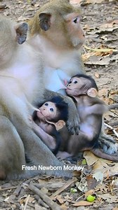 Wow wow look so cute baby monkey, This two adorable newborn try breastfeed milk, DSCN0048 | Fresh Newborn Monkey