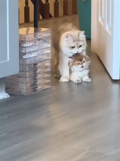 Gatos Divertidos: Nadie Te Cuidará Como Mamá