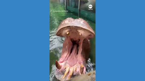 Hippo celebrates 21st birthday at Cincinnati Zoo