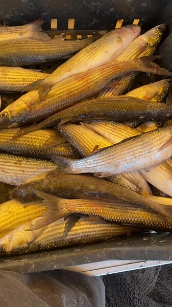 #جربة_مدنين_بنقردان_جرجيس_تطاوين