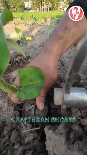 Corn | Planting Corn Seedlings