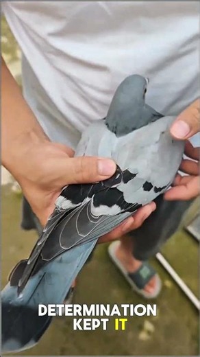 The Ultimate Survivor: Racing Pigeon Escapes an Eagle Attack! 🦅🕊️​#PigeonRacing #RacingPigeons