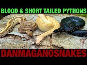 Episode 78:Top 5 reasons why I love and keep blood & short tailed pythons. And why you should too!