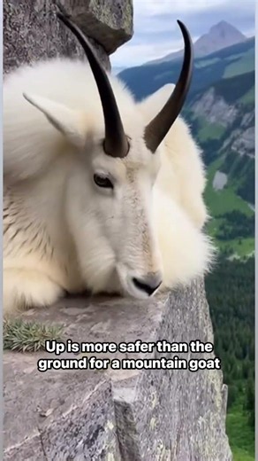 Master's of the Mountain Goat 🐐🏔️ #shorts #viral #mountaingoat #nature #thealpinerealm