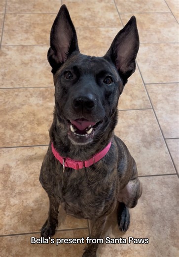 Bella’s Gift from Santa Paws: A Holiday Surprise