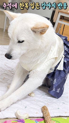 추석에 한복이 잘 어울리는 진돗개, 엄빠의 인형놀이 Korean Jindo breed