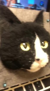 Custom Made Needle Felting Cat Potrait - Etsy