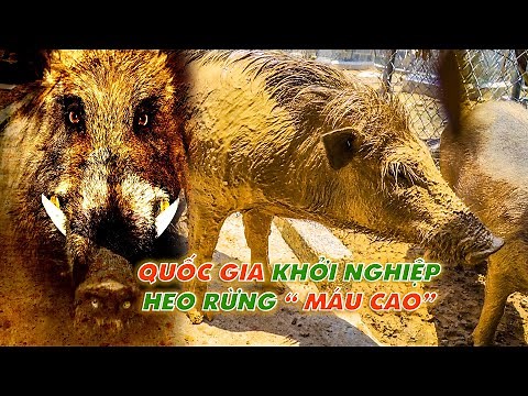 Chia sẻ kỹ thuật nuôi lợn rừng chi tiết nhất từ A đến Z || Những lưu ý khi chăn nuôi heo rừng