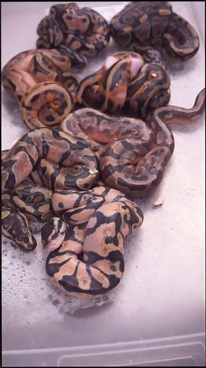 How to find out if a Ball Python is a male or female?! #animals #ballpython #pets #snake #reptiles