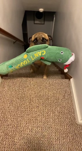 Gotta bring my new Christmas cactus to bed #fyp #foryou #animalsoftiktok #bullmastiff