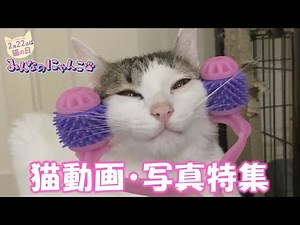 【猫】可愛い＆面白ネコ動画・写真特集【視聴者投稿】