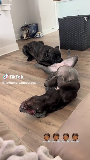 How to Encourage a Cane Corso to Mount: Expert Advice