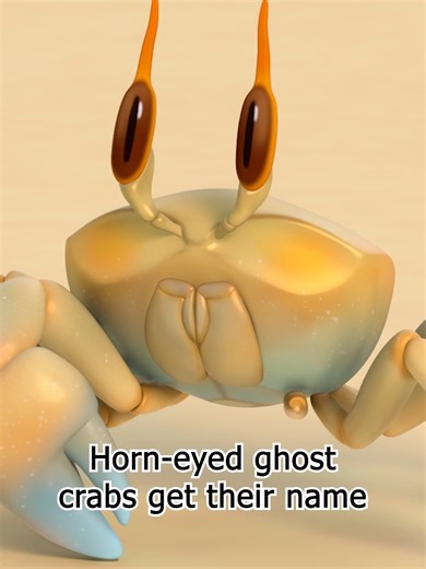 Horned Eyed Ghost Crabs: Masters of Camouflage