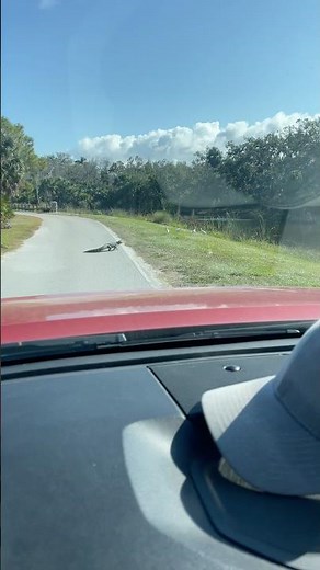 TOP SPEED! Just how fast can an alligator run🐊. . #needforspeed #speeddemon #gator