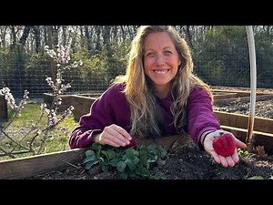 How to Prep Strawberry Raised Beds for HUGE Harvests | Early Spring Garden Tips!