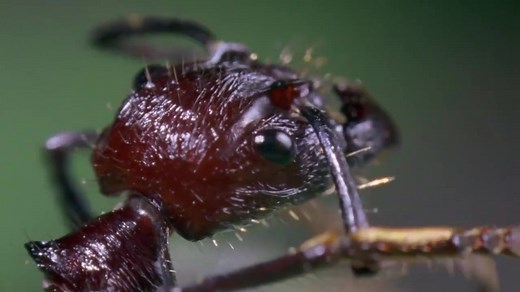 This weird fungus invades its victims, eating them from the inside out. http://bbc.in/1oLRHY1 | BBC Earth