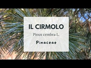 IL CIRMOLO - PINO CEMBRO - Zirbelkiefer - Arbe - Swiss pine - Arolla pine - Pin des Alpes