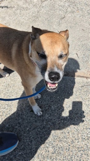 Brando being the most chill dude on his foreshore walk 😇 | Outdoor Paws