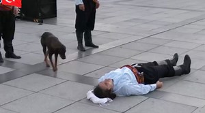 Stray Dog Interrupts Play To Comfort 'Injured' Actor