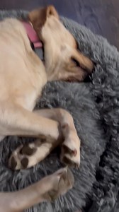 Snoring Millie 💤 😴 #milliethelab #yellowlabrador #dogslover #dog #labsarethebest #labradorretriever #dogs #yellowlab #puppy #puppylove #puppylife #labrador #dog #puppysnores #snore #sleepy #fancydog | Rowell Tidoso McIntosh