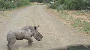 17M views · 64K reactions | Whatever you do, don't get in this little rhino's way. | National Geographic | Facebook