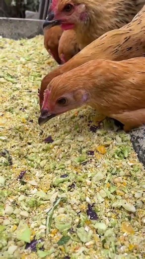 Essential Farming Knowledge: Using a Vegetable Chopper for Poultry Feed #VegetableChopper