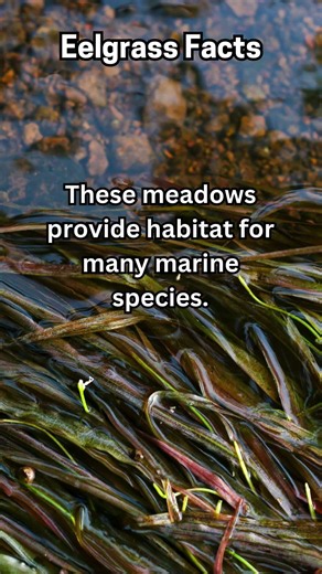 Nature Fact 90 - #eelgrass