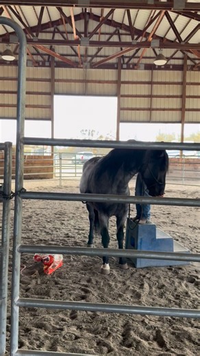 Here you can hear me talk about Blue’s herd mate Pigeon. I mention how I can’t afford to let Pigeon level up on me, if she does, she will keep using that “muscle” to her advantage and could turn into a very nasty horse—not by trauma, but by ego, a lack of loyalty and “not wanting to.” That’s why I have to work harder with Pigeon to get her fully enrolled in her job and doing it out of work ethic and partnership. | SacredConnections - Horses, Healing & Holistic Education