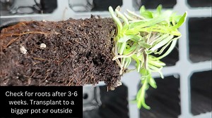 how to propagate lavender