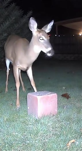 Deer Salt Block Reaction 🦌 | AI Trail Cam Footage
