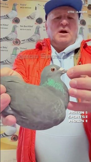 Racing black hen #pigeon #birds #kalapati #kabootar #racingpigeon #kabutar #pigeons #animals