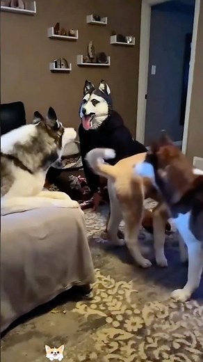 Dogs are afraid of masks 😂😂#funny#fyp#dog #doglover #usa #youtubeshorts #hahaha