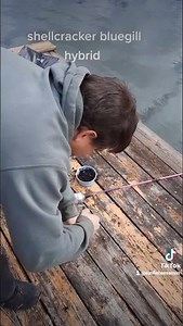 Giant Late fall bluegill shellcracker hybrids