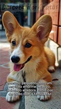 Interesting facts about the Welsh Pembroke Corgi!