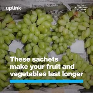3.2K views · 76 reactions | They contain special plant extracts that delay the ripening process. Are you looking to invest in circular economy solutions? Submit your fund to UpLink: https://bit.ly/3Y6CXGz GreenPod Labs UpLink - World Economic Forum Accenture Ecolab Anglo American Amazon Web Services - AWS | World Economic Forum | Facebook