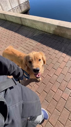 Kind of glad I can’t read his thought bubble from this angle 😆 | Find Your Balance Dog Training