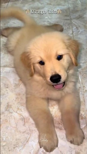 Golden Retriever Daily Life 🐕 | Cute & Funny Dog Moments 😂 #goldenretriever #FunnyDogs