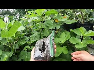 SUPER Easy Way to Air Layer Fig Trees!