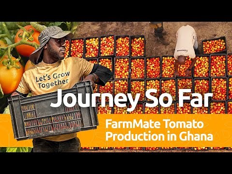 FarmMate Tomato Production In Ghana - The Journey So Far