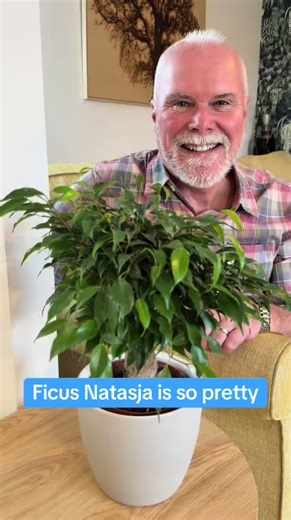 Caring for Ficus Natasja Houseplant: A Guide