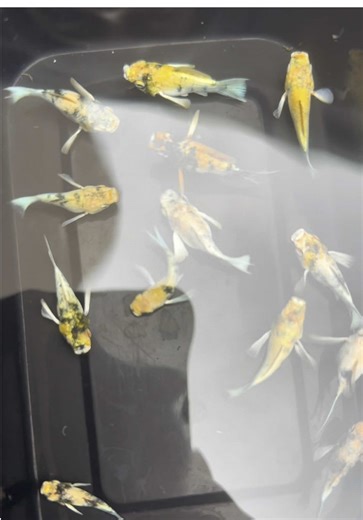 Exploring Beautiful Guppy Fish Varieties at the Zoo
