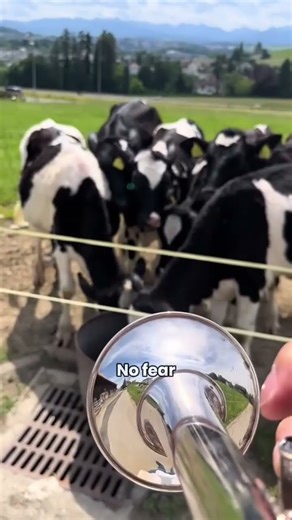 He Played Trumpet And The Cows Pulled Up 🎺🐄