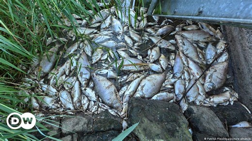 Oder residents grasp loss from fish die-off