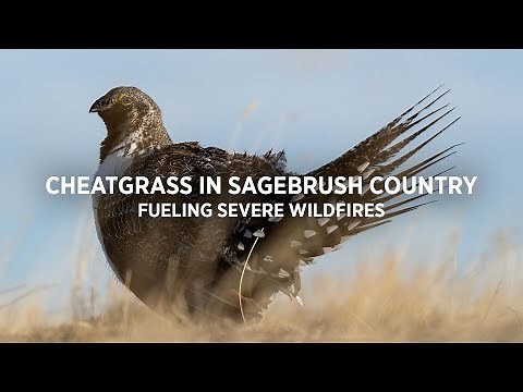 Cheatgrass in Sagebrush Country: Fueling Severe Wildfires