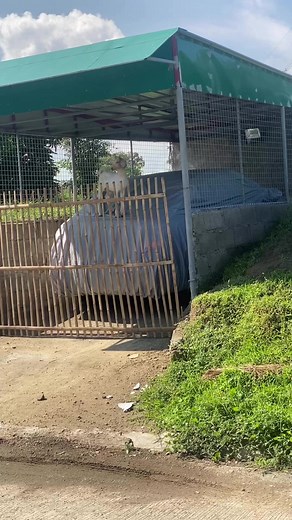 Grabe ung kambing angsaya maglaro sa car 😂 | Husky Pack TV Vlogs