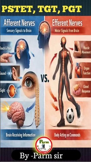 Afferent vs Efferent Nerves 🔁👉 Sensory Input to Motor Output🧠 Nervous System Explained, Physical Edu