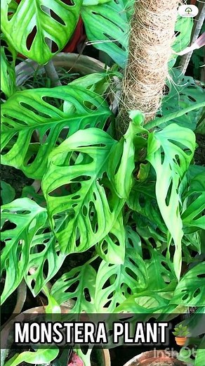 Swiss Cheese Plant | Unique monstera Plant | Made By Plant Care with Sahar