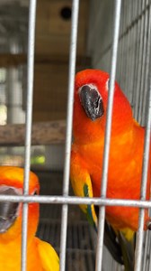 Chicks from SC aviary hatching Daily☺️ | Myko's Aviary