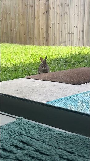 Baby Cottontail At The Back Patio