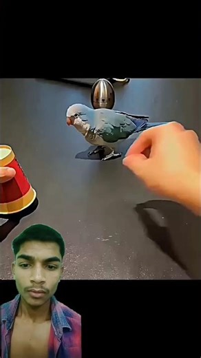 Other Animals... But Cat 😸 #animals #trending #cat #attitude #nihalgupta #shorts